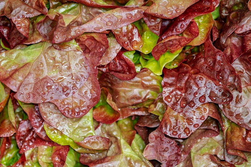 Sustainable Dining